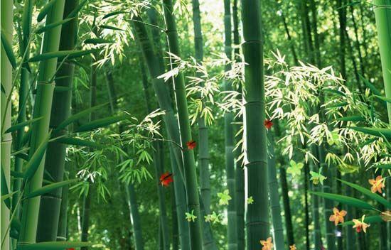 大自然沁人心脾的新鮮空氣，在家也能呼吸到